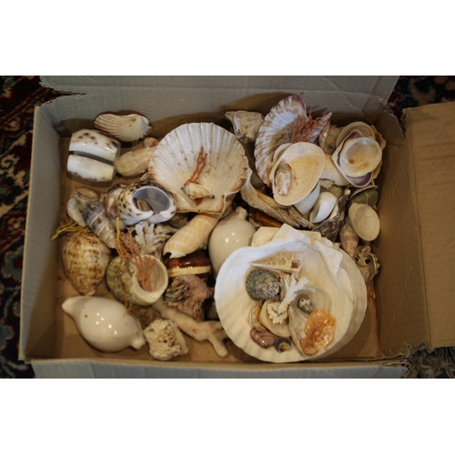 2580 - Box of assorted shells