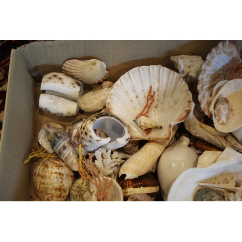2580 - Box of assorted shells