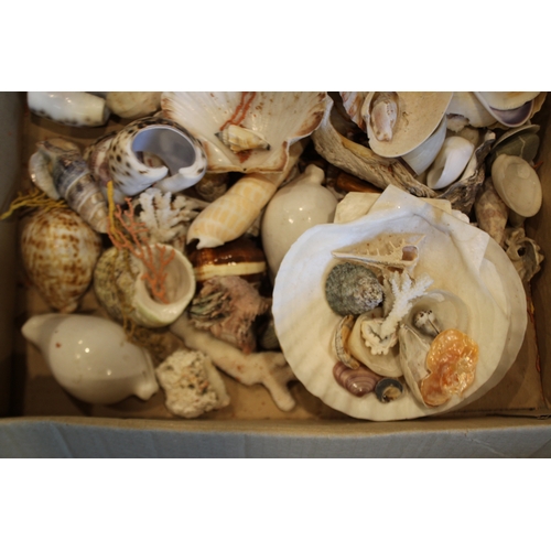 2580 - Box of assorted shells