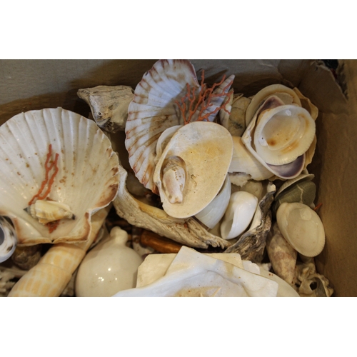 2580 - Box of assorted shells