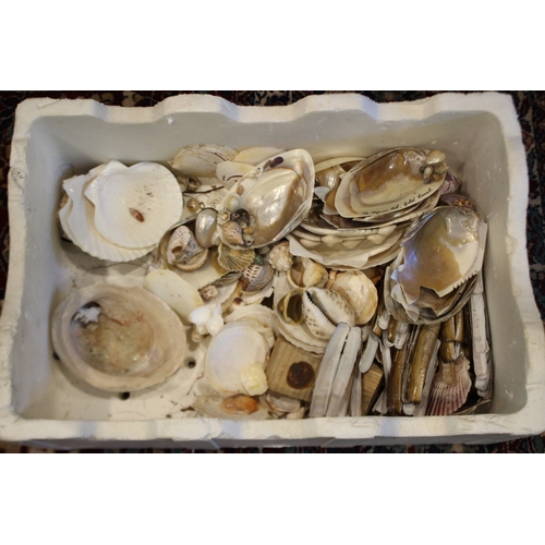 2581 - Box of assorted shells