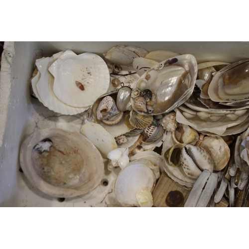 2581 - Box of assorted shells