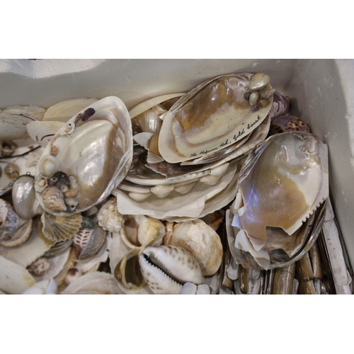 2581 - Box of assorted shells