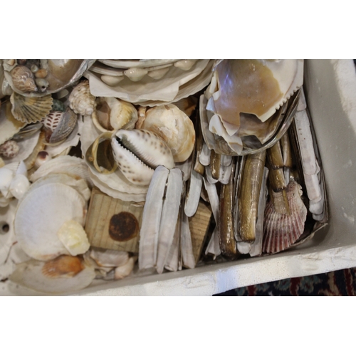 2581 - Box of assorted shells
