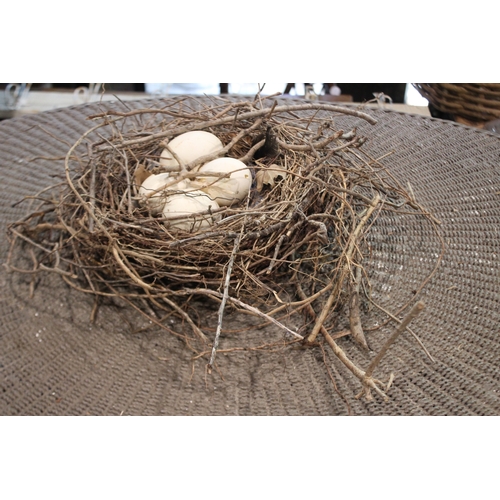 2586 - Birds nest with eggs, approx 44cm W x 35cm D