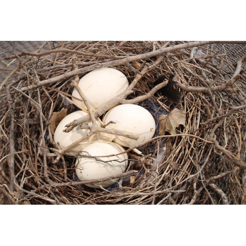 2586 - Birds nest with eggs, approx 44cm W x 35cm D