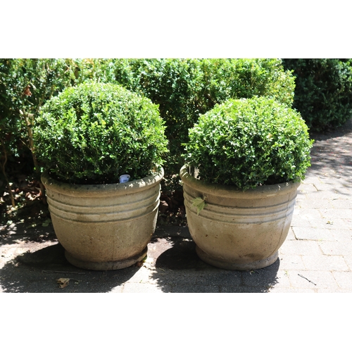 2001 - Gate Entry - Pair of large advanced ball buxus in composite stone pots, approx 50cm H x 62cm Dia, pl... 