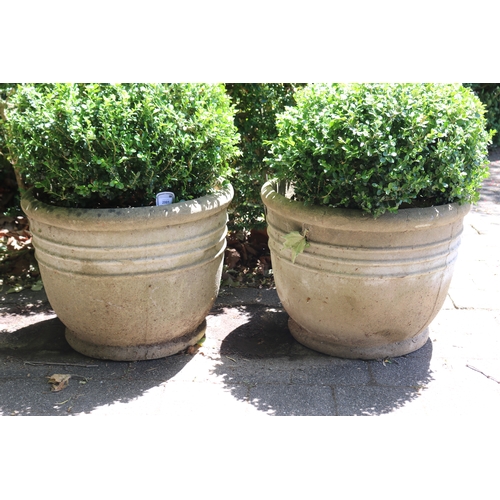 2001 - Gate Entry - Pair of large advanced ball buxus in composite stone pots, approx 50cm H x 62cm Dia, pl... 