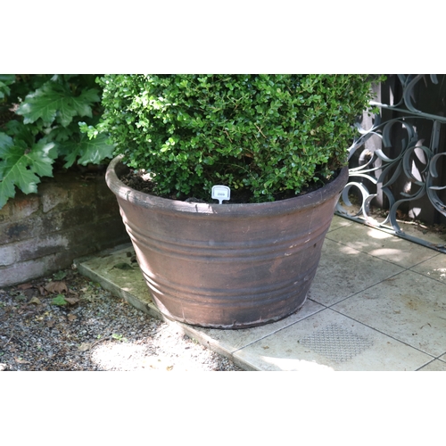 2009 - Large advanced cone buxus in large banded composite pot, approx 50cm H x 80cm Dia, plant 134cm H