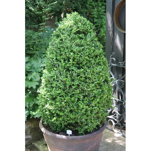 2009 - Large advanced cone buxus in large banded composite pot, approx 50cm H x 80cm Dia, plant 134cm H