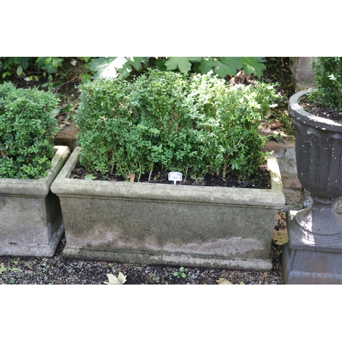 2018 - Pair of rectangular composite planters with advanced buxus, approx 98cm W x 43cm H, plant 43cm H eac... 