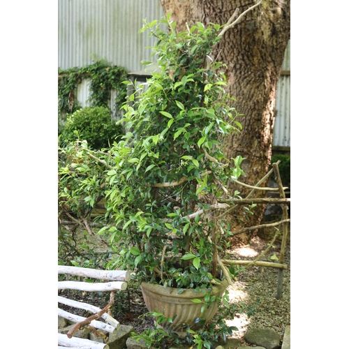 2024 - Advanced vine with spire branch trellis , fluted composite pot, approx 40cm H x 66cm Dia, plant 160c... 