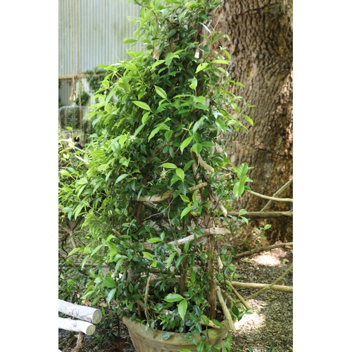 2024 - Advanced vine with spire branch trellis , fluted composite pot, approx 40cm H x 66cm Dia, plant 160c... 