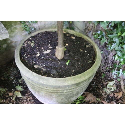 2028 - Advanced citrus tree in ribbed composite pot, approx 49cm H x 73cm Dia, plant 210cm H