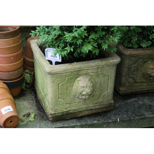 2029 - Pair of composite terracotta colour square pots with buxus, approx 23cm H x 27cm Sq, plant 32cm H (2... 