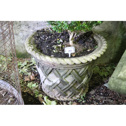 2031 - Old rope twist and lattice work pot with ball buxus, approx 40cm H x 52cm Dia, plant 54cm H