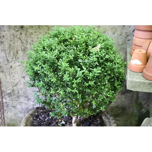 2031 - Old rope twist and lattice work pot with ball buxus, approx 40cm H x 52cm Dia, plant 54cm H