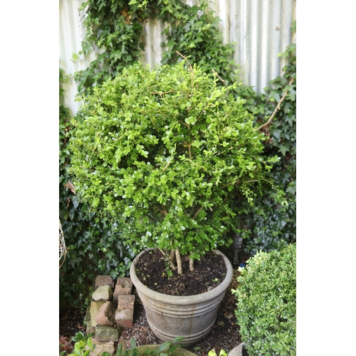 2034 - Large advanced buxus in ribbed pot, (chip to side of pot), approx 44cm H x 65cm Dia, plant 120cm H