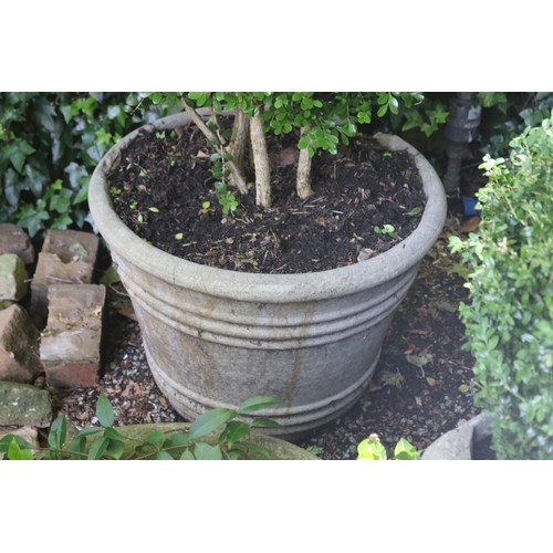 2034 - Large advanced buxus in ribbed pot, (chip to side of pot), approx 44cm H x 65cm Dia, plant 120cm H