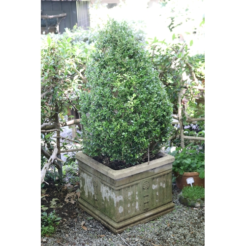 2041 - Large advanced cone buxus in square composite fluted pot, approx 44cm H x 53cm Sq, plant 101cm H