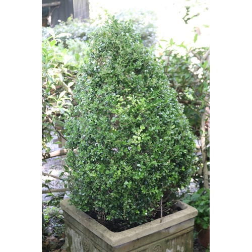 2041 - Large advanced cone buxus in square composite fluted pot, approx 44cm H x 53cm Sq, plant 101cm H