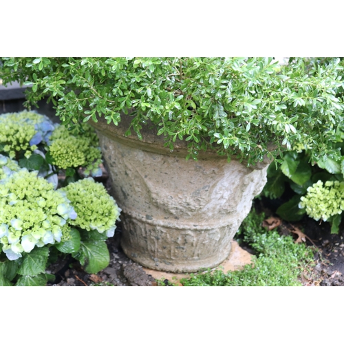 2042 - Advanced Buxus in relief moulded tapering pot, approx 74cm H total
