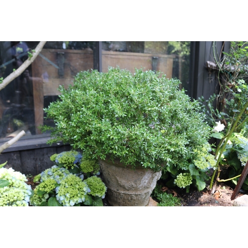 2042 - Advanced Buxus in relief moulded tapering pot, approx 74cm H total