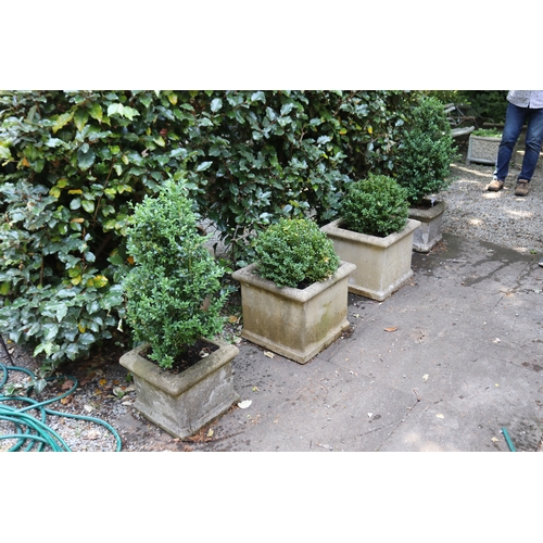 2043 - Pair of  square planters with advanced buxus, approx 31cm H x 38cm Sq, plants 80cm H (2)