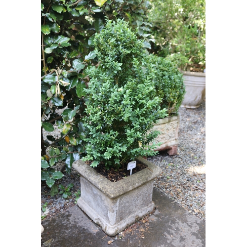 2043 - Pair of  square planters with advanced buxus, approx 31cm H x 38cm Sq, plants 80cm H (2)