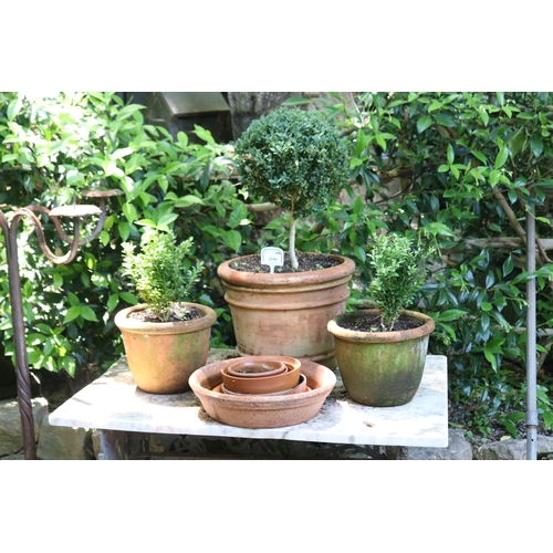 2048 - Three terracotta pots with buxus, along with terracotta saucers, approx 29cm H x 36cm Dia, approx 40... 