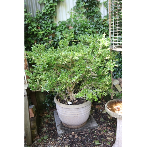 2053 - Advanced buxus in ribbed composite pot (cracked), approx 51cm H x 60cm Dia, plant 100cm H