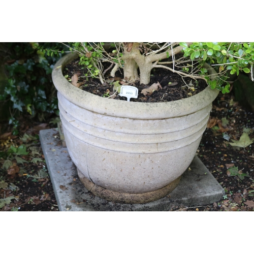 2053 - Advanced buxus in ribbed composite pot (cracked), approx 51cm H x 60cm Dia, plant 100cm H
