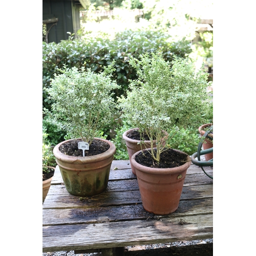 2055 - Three variegated buxus in terracotta pots, approx 26cm H x 35cm Dia, Plant 50cm and smaller (3)