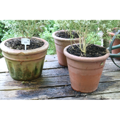 2055 - Three variegated buxus in terracotta pots, approx 26cm H x 35cm Dia, Plant 50cm and smaller (3)