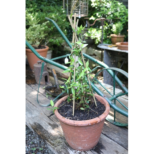 2058 - Terracotta pot with vine, approx 30cm Dia  x 27cm H, Plant 50cm H