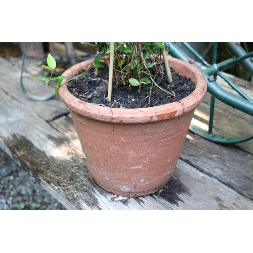2058 - Terracotta pot with vine, approx 30cm Dia  x 27cm H, Plant 50cm H