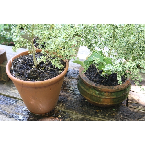 2059 - Three variegated buxus in terracotta pots approx 30cm Dia  x 25cm H, Plants 50cm H and smaller (3)