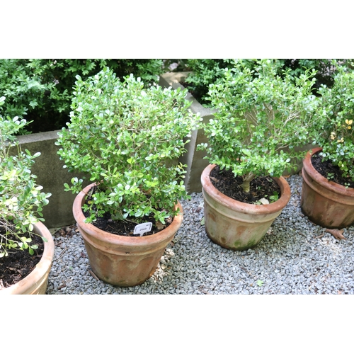 2060 - Run of five advanced buxus in terracotta pots, approx 25cm H x 33cm Dia, plants approx 48cm H  (5)