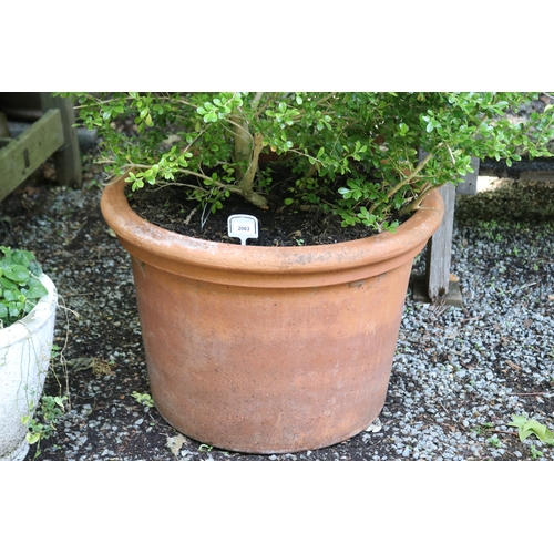 2063 - Large advanced buxus in large terracotta pot, approx 73cm Dia  x 48cm H and plant 93cm H