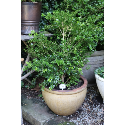 2066 - Advanced buxus in in squat terracotta pot, approx 32cm h x 46cm dia, Plant 77cm H