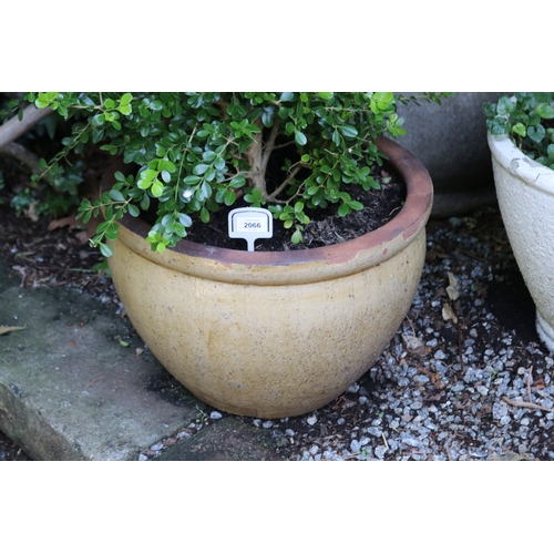 2066 - Advanced buxus in in squat terracotta pot, approx 32cm h x 46cm dia, Plant 77cm H