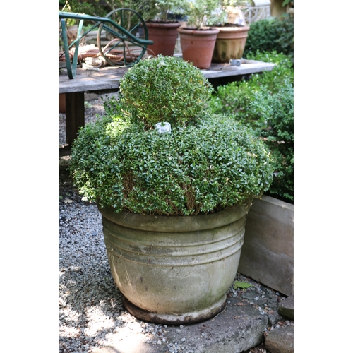 2067 - Impressive double dome buxus in large ribbed composite pot, approx 53cm and plant approx 55cm H