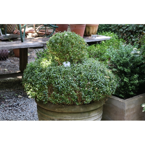 2067 - Impressive double dome buxus in large ribbed composite pot, approx 53cm and plant approx 55cm H