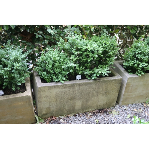 2069 - Modern rectangular composite planter with buxus, approx 90cm W x 40cm Sq, plant 44cm H