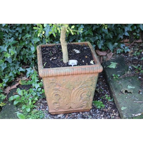 2076 - Advanced buxus in square terracotta pot, approx 42cm x 42cm x 43cm, plant approx 140cm H