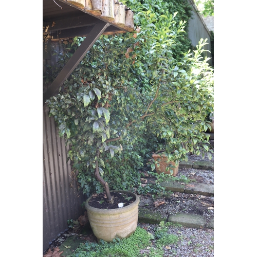 2079 - Large advanced cumquat tree in ribbed composite pot, approx 48cm H x 64cm Dia, plant 200cm H
