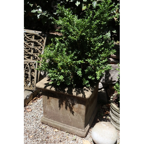 2080 - Three large advanced buxus in square planters, approx 50cm Sq x 115cm H total (3)