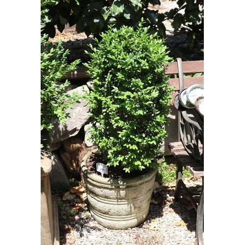 2084 - Cone buxus in ribbed vintage painted pot, approx 27cm H x 33cm Dia, plant 60cm H