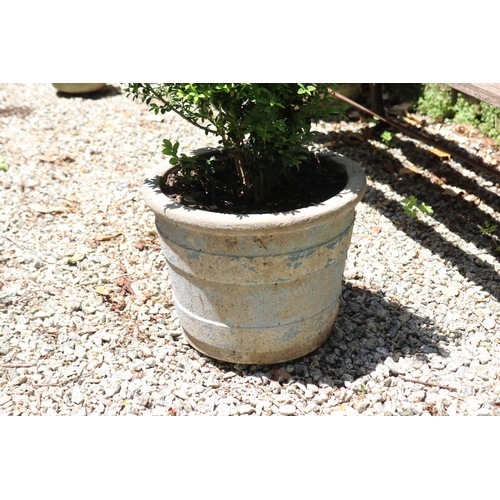 2092 - Vintage distressed pale blue painted pot with buxus, approx 24cm H x 29cm Dia, plant 42cm H