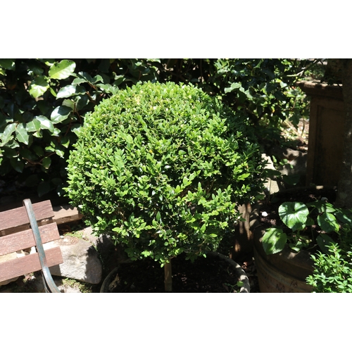 2093 - Ball form buxus in tapering ribbed composite pot, approx 34cm H  x 54cm Dia, plant 70cm H